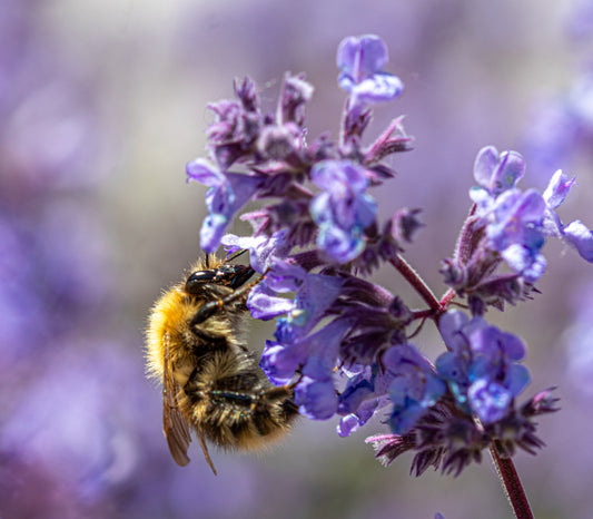 How to Take Beautiful Photos of Flowers at Home Using Your Mobile Phone